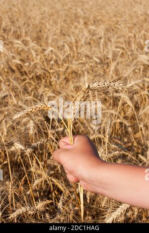 Bauer hält drei Ährchen Weizen vor dem Hintergrund des Feldes Stockfoto