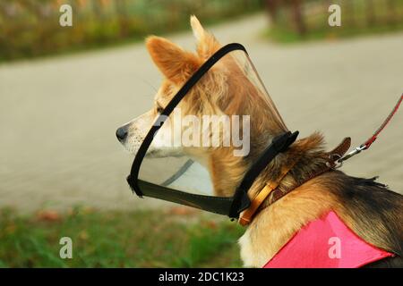 Der Hund trägt einen Plastikkegel, postoperativ. Das Tier schaut zur Seite Stockfoto