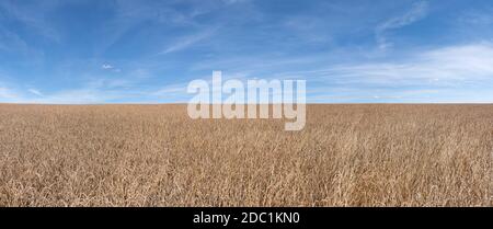 Dinkelfeld-Panorama vor einem malerischen blauen Himmel Stockfoto