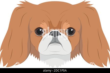 Pekingese Hund isoliert auf weißem Hintergrund Vektor-Illustration Stock Vektor