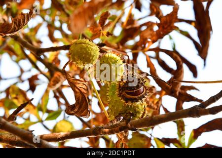 Kastanie mit Früchten im Herbst Stockfoto