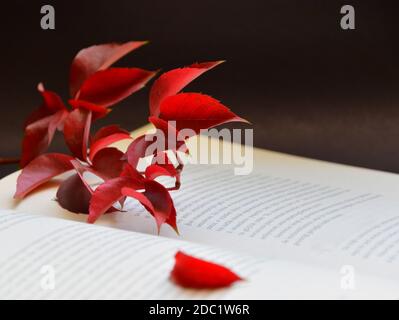 Zweig der roten Herbsttrauben Blätter auf dem Buch. Herbst rote Blätter Hintergrund, Nahaufnahme. Virginia Creeper. Stockfoto