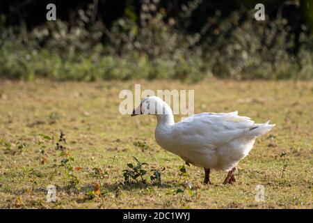 Domestizierte weiße Gans, die über die Weide wandern Stockfoto