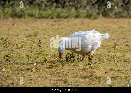 Domestizierte weiße Gans, die über die Weide wandern Stockfoto