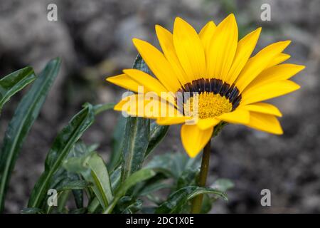 Gelbe Gazania blüht in einem englischen Garten Stockfoto