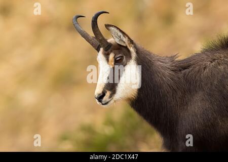 Tatra chamois, rupicapra rupicapra tatrica, in den Bergen im Herbst aus der Nähe. Kopf der wilden Ziege beobachten im Herbst Natur. Braunes Säugetier mit gekrümmten Stockfoto