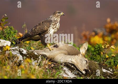 Bussard, buteo buteo, steht auf toter Beute in Herbstbergen. Braune Vogeljagd Rehe auf Felsen in der Natur. Wildes gefiedertes Tier mit einem Kill o Stockfoto