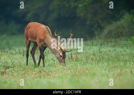 Junge Rothirsche, Cervus elaphus, grasen auf der Wiese im Sommer Morgen. Unreifer Hirsch füttert im Herbst auf Grünland. Juvenile Geweihte Tier essen Gras Stockfoto