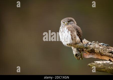 Kleiner Raubtier eurasischer Zwergkauz, glaucidium passerinum, thront auf dem mit Flechten bedeckten alten Zweig im Wald. Schöne kleine Eule mit gelben Augen Stockfoto