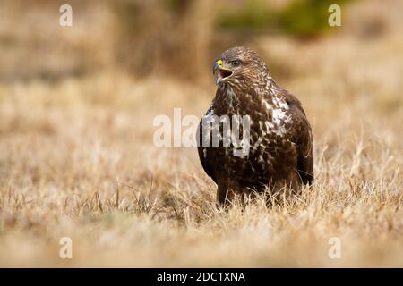 Dominanter Bussard, buteo buteo, kreischend auf dem Feld im Herbst. Braun wild gefiederten Tier ruft auf trockener Wiese im Herbst. Greifvogel mit offenem Stockfoto