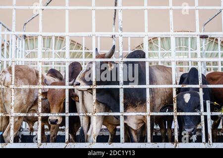 Kühe in einem Viehtransporter auf dem Freitagsmarkt in Nizwa, Oman Stockfoto