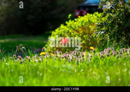 Eine einstehende rote Tulpe, die hoch in einem Feld steht Gras Stockfoto