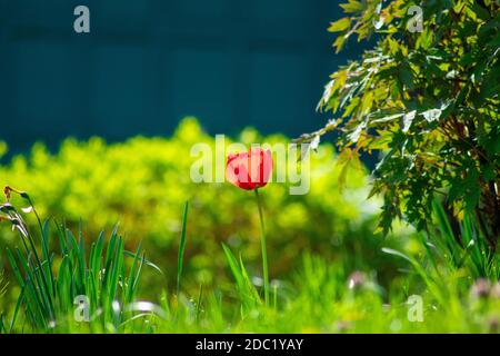Eine einstehende rote Tulpe, die hoch in einem Feld steht Gras Stockfoto