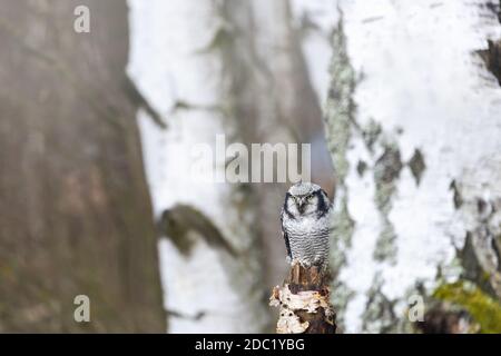 Porträt einer jungen Habichtkauz (Surnia ulula) im Birkenwald. Stockfoto