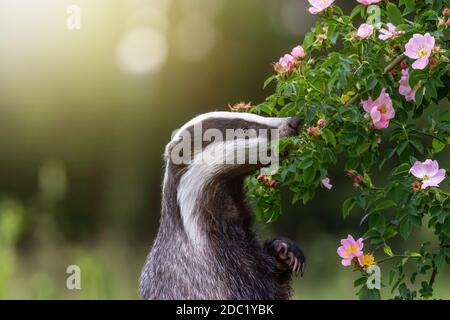 Stehender europäischer Dachs steht auf seinen Hinterbeinen und Schnüffeln einer wilden Rosenblume Stockfoto