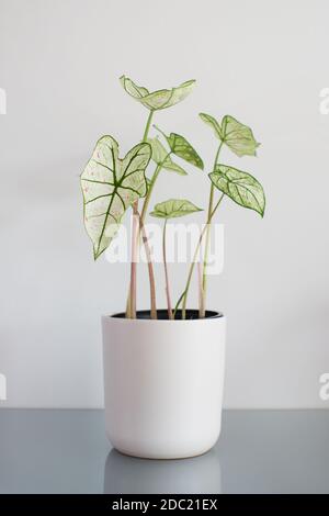 High-Key und Nahaufnahme eines Caladium Cranberry-Sterns. Sie haben weiße Blätter mit rosa Punkten und grünen Adern. Stockfoto