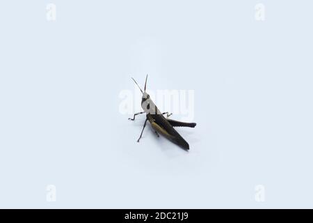 Grasshopper (Locust) auf weißem Hintergrund isoliert Stockfoto