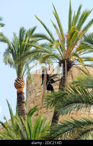 Elche, Alicante, Spanien - 18. November 2020: Der Mann klettert und arbeitet an der Palme an einem sonnigen Herbsttag Stockfoto