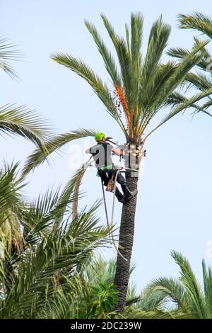 Elche, Alicante, Spanien - 18. November 2020: Der Mann klettert und arbeitet an der Palme an einem sonnigen Herbsttag Stockfoto