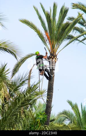 Elche, Alicante, Spanien - 18. November 2020: Der Mann klettert und arbeitet an der Palme an einem sonnigen Herbsttag Stockfoto