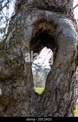 Großes Loch in einem alten Apfelbaum Stockfoto