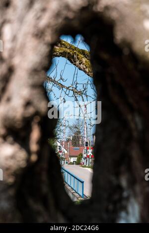 Großes Loch in einem alten Apfelbaum Stockfoto