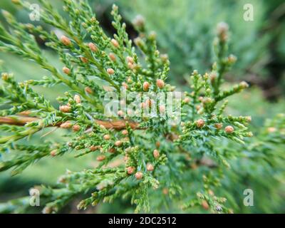 Grüner Juniperus chinensis Macro Pine immergrüner Baumzweig oben vernadelt Hintergrund Details Muster mit selektivem Fokus Stockfoto