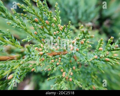 Juniperus chinensis, der chinesische Wacholder eine Pflanzenart aus der Zypressenfamilie Cupressaceae. Grüne Makrokiefer immergrüner Baumzweig mit selektiven Stockfoto