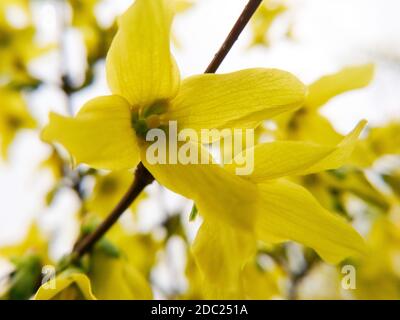 Schöne Forsythia, oder Gelbe Glocken Zweig mit gelben Blumen Makro mit selektivem Fokus auf hellgrauem Hintergrund Stockfoto