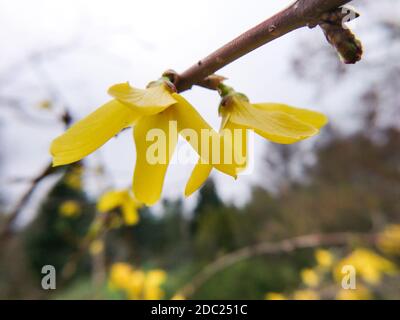 Schöne Forsythia, oder Gelbe Glocken Zweig mit gelben Blüten Makro mit selektivem Fokus Stockfoto