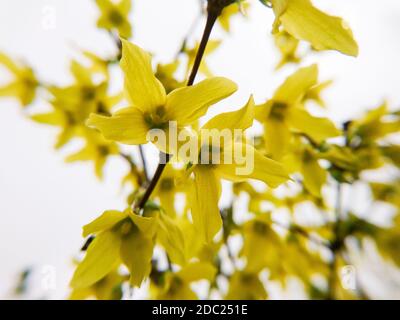 Schöne Forsythia, oder Gelbe Glocken Zweig mit gelben Blumen Makro mit selektivem Fokus auf hellgrauem Hintergrund Stockfoto