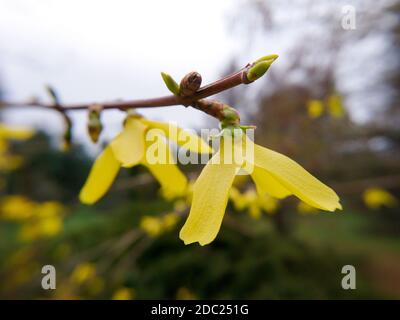 Schöne Forsythia, oder Gelbe Glocken Zweig mit gelben Blüten Makro mit selektivem Fokus Stockfoto