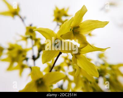 Schöne Forsythia, oder Gelbe Glocken Zweig mit gelben Blumen Makro mit selektivem Fokus auf hellgrauem Hintergrund Stockfoto