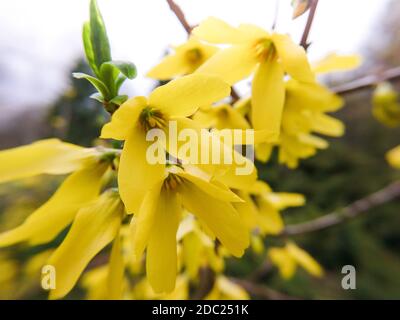 Schöne Forsythia, oder Gelbe Glocken Zweig mit gelben Blüten Makro Stockfoto