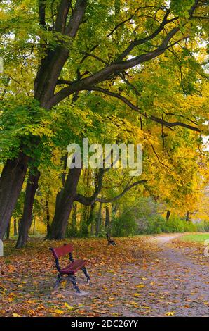 Bank im Herbst Park unter den hellen Ahorn Stockfoto