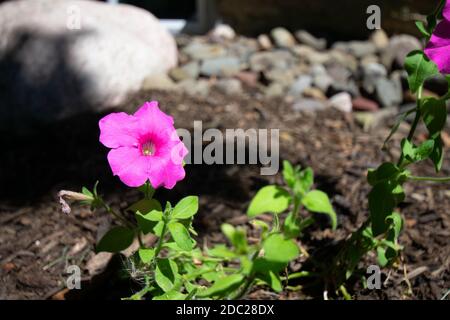Eine kleine rosa Blume in einem Bett von schwarzem Mulch Mit einem Felsen dahinter Stockfoto