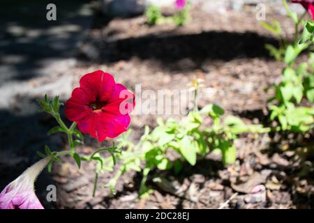 Eine kleine rote Blume in einem Bett von schwarzem Mulch In der Sonne Stockfoto