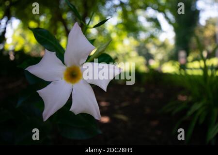 Eine weiße und gelbe Blume gepflanzt in Black Mulch in Ein schattierter Bereich Stockfoto
