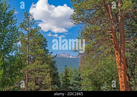 Distant Peak erscheint durch die Western Pines in Rocky Mountain Nationalpark in Colorado Stockfoto