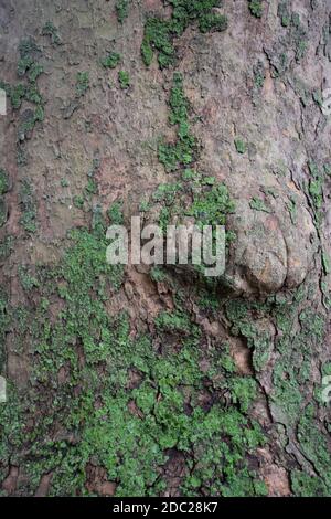 Ein Baum mit einem Klumpen bedeckt in Lichen und Moos Stockfoto