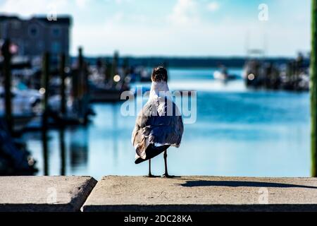 Die Rückseite einer Möwe, die in der Ferne absieht Neben einem Kanal an der Bucht in Wildwood New Trikot Stockfoto