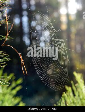 spinnennetz auf Ästen im Wald, aus der Nähe Stockfoto