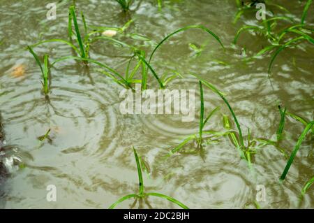 Monsun Regen fällt auf sprießende grüne Grasblätter auf einem Wasser Holzeinschlag Ackerland. Starker Regen fällt auf den Boden. Soundeffekt bei Regen. Schöner Stockfoto
