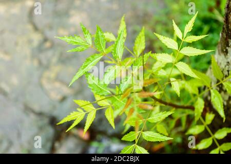 Fallender Monsun Regen auf grünem Neem Baum Pflanzenblatt. Regentropfen auf Blätter Bild. Schöne Regenzeit, Wassertropfen auf grünen Blatt Natur Hintergrund. Cl Stockfoto