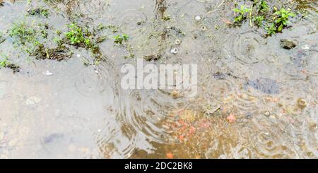 Monsun Regen Wasser fließt auf dem Boden. Regenwasser fällt und fließt auf der Erde Fotografien. Nahaufnahme. Schöne Regenzeit Natur Hintergrund. Stockfoto