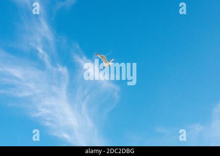 Eine einzelne Möwe fliegt durch den Himmel mit Whishy-Wolken Dahinter Stockfoto