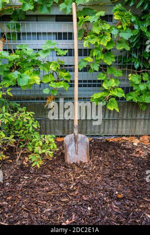 Gartenschaufel in Rinde Mulch zwischen Weinreben Pflanzen. Gartenkonzept. Stockfoto
