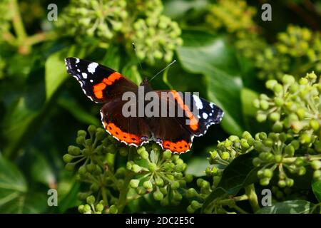 Admiral Ende September auf Efeu-Blütenstand Stockfoto