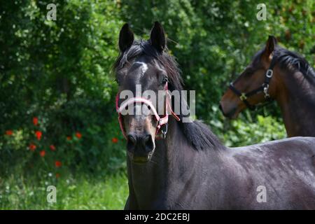 Porträt und Halbkörper eines schönen schwarzen Warmblutpferdes. Ein weiteres Pferd, Natur und einige rote Mohnblumen im Hintergrund. Stockfoto