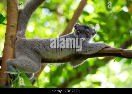 Ein brauner Maki hat sich auf einem Ast bequem gemacht Stockfoto